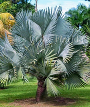 Load image into Gallery viewer, Bismark Nobilis Palm Tree