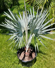 Load image into Gallery viewer, Bismark Nobilis Palm Tree