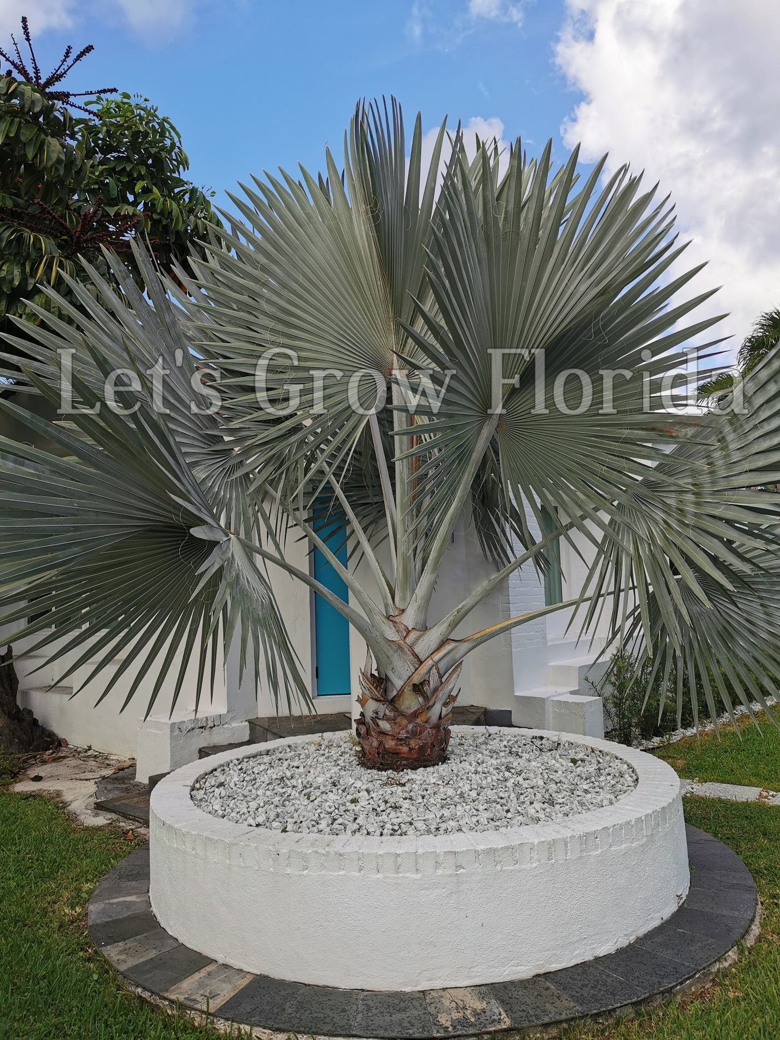 ENH260/ST101: Bismarckia nobilis: Bismarck Palm