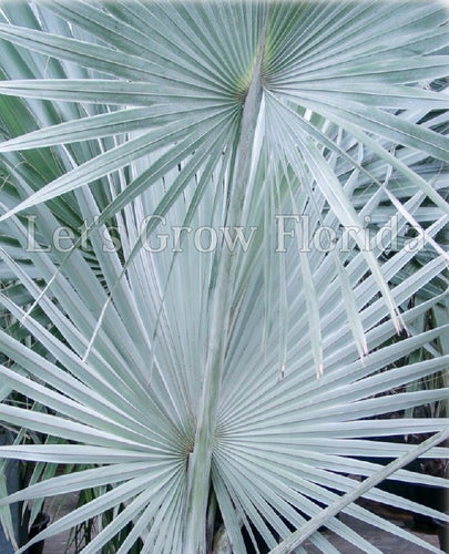 Bismark Nobilis Palm Tree