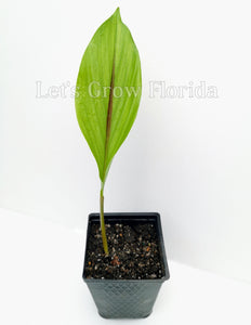 Black Turmeric Organic Plant, Curcuma caesia