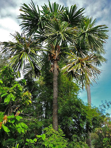 Borassodendron machadonis Palm Tree