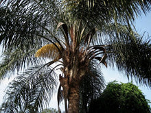 Cargar imagen en el visor de la galería, 1 Palm ( 10 / 3 ) Copiar 1º {{ DUPLICATE 1ST THEN USE !!!! }} 
