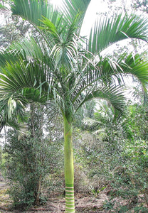 Carpoxylon macrospermum Palm Tree