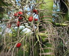 Load image into Gallery viewer, Carpoxylon macrospermum Palm Tree