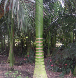 Carpoxylon macrospermum Palmier
