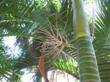 Load image into Gallery viewer, Carpoxylon macrospermum Palm Tree