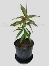 Load image into Gallery viewer, Cecilove, Mango Fruit Tree, Professionally Grafted!