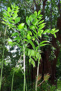 Chamaedorea oblongata Palm Tree