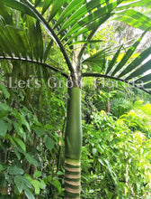 Cargar imagen en el visor de la galería, Chambeyronia macrocarpa, palmera lanzallamas