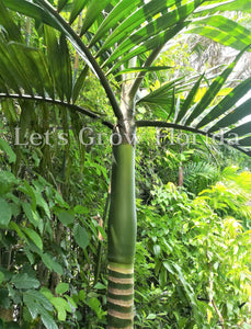 Chambeyronia macrocarpa, palmera lanzallamas