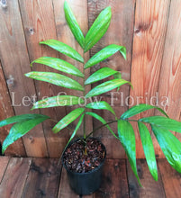 Load image into Gallery viewer, Chambeyronia macrocarpa, Flame Thrower Palm Tree