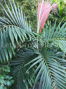 Chambeyronia macrocarpa, palmera lanzallamas