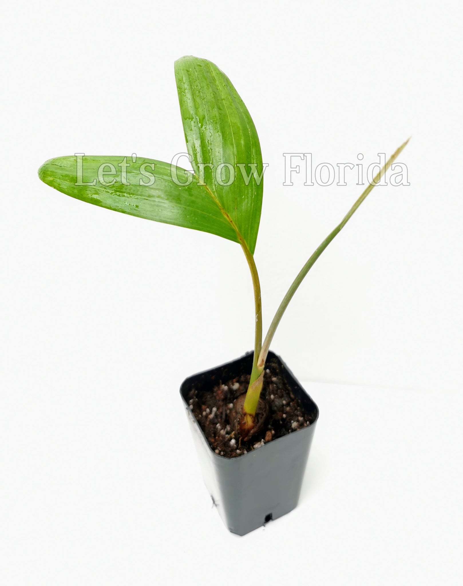 chambira indoor plant Chambeyronia macrocarpa, Flame Thrower Palm Tree – Let's Grow Florida