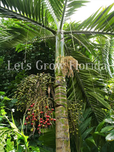 Chambeyronia macrocarpa, Flame Thrower Palm Tree