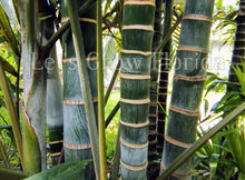 Cargar imagen en el visor de la galería, Chrysalidocarpus / Dypsis lanceolata Palmera