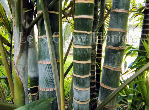 Chrysalidocarpus / Dypsis lanceolata Palmera