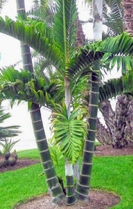 Chrysalidocarpus / Dypsis lanceolata Palmier
