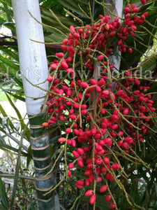 Chrysalidocarpus / Dypsis lanceolata Palmera