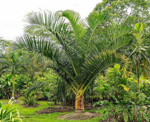 1 Palm ( 10 / 3 ) Copier 1er {{ DUPLICATE 1ST THEN USE !!!! }} 