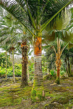 Charger l&#39;image dans la galerie, 1 Palm ( 10 / 3 ) Copier 1er {{ DUPLICATE 1ST THEN USE !!!! }} 