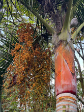 Charger l&#39;image dans la galerie, 1 Palm ( 10 / 3 ) Copier 1er {{ DUPLICATE 1ST THEN USE !!!! }} 