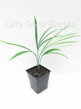 Charger l&#39;image dans la galerie, 1 Palm ( 10 / 3 ) Copier 1er {{ DUPLICATE 1ST THEN USE !!!! }} 