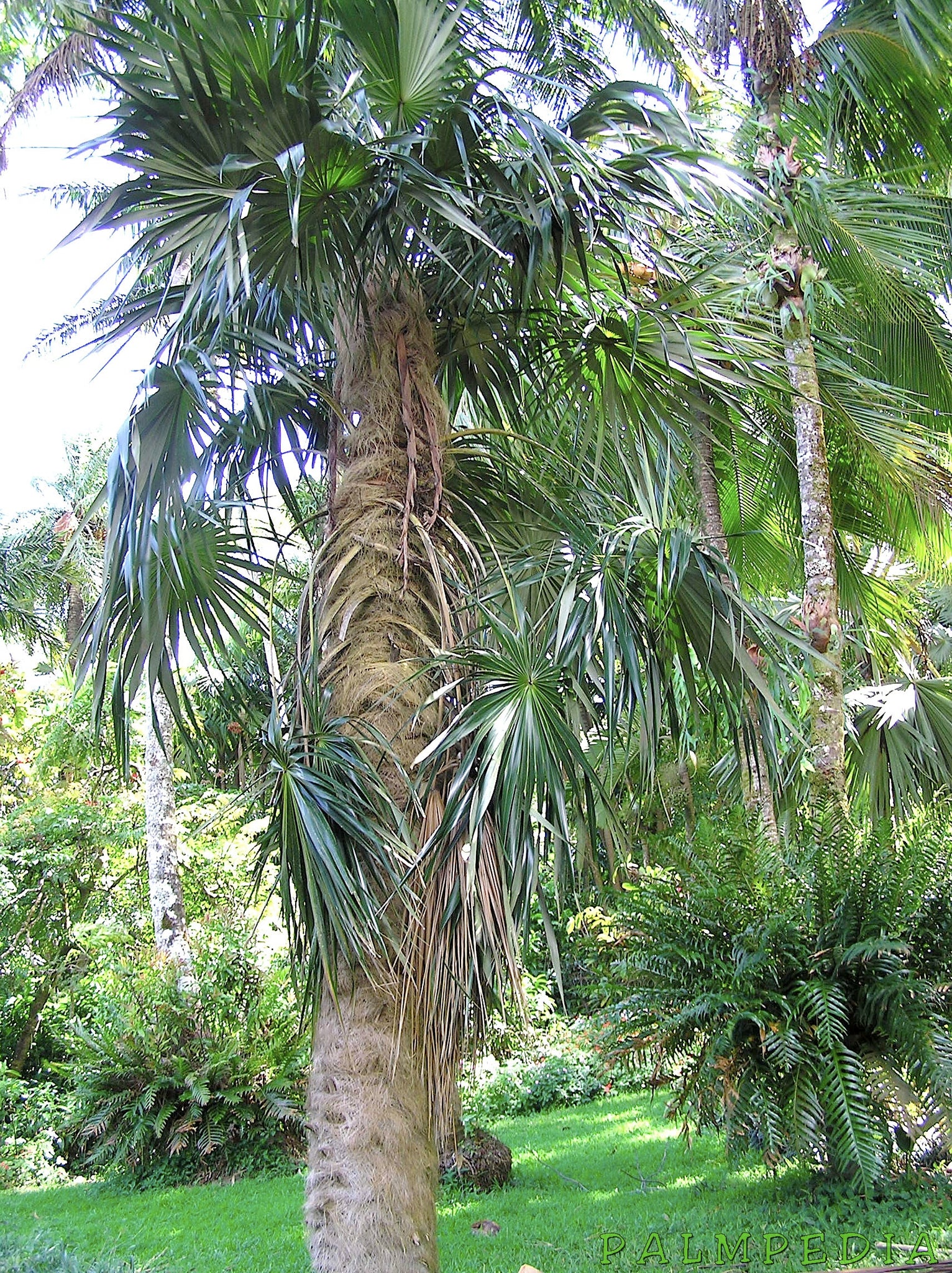 hair palm plant Coccothrinax crinita brevicrinis, “Short Hair” Old Man Palm Tree! – Let's Grow Florida