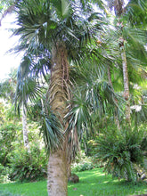 Load image into Gallery viewer, Coccothrinax crinita brevicrinis, “Short Hair” Old Man Palm Tree