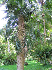 Coccothrinax crinita brevicrinis, palmier vieil homme « cheveux courts »