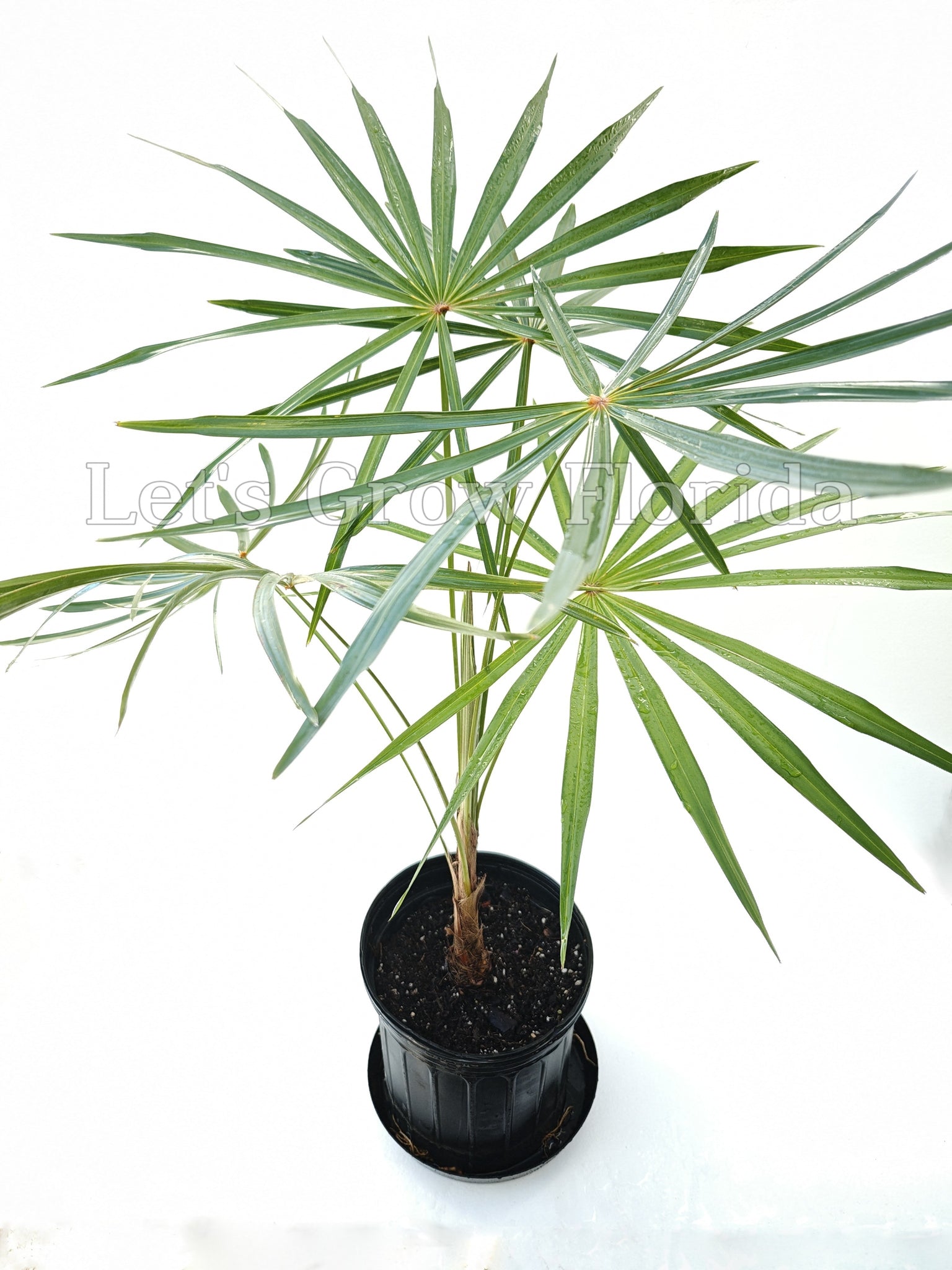hair palm plant Coccothrinax crinita brevicrinis, “Short Hair” Old Man Palm Tree! – Let's  Grow Florida