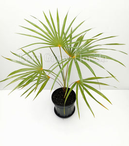 Coccothrinax barbadensis Palm Tree