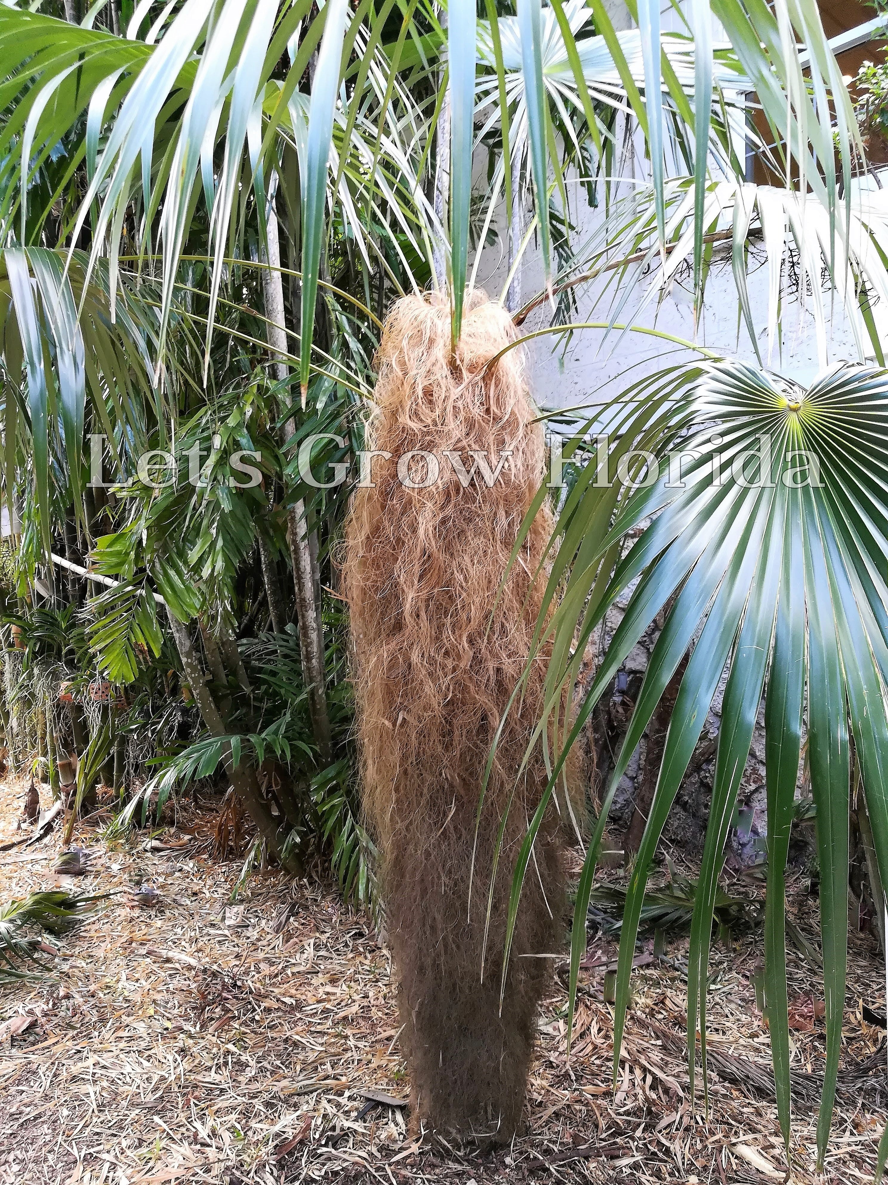 bushy palm plant Coccothrinax Crinita ‘Old Man’ Palm Tree