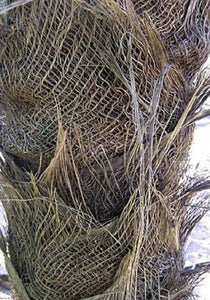 Coccothrinax crinita brevicrinis, palmier vieil homme « cheveux courts »