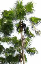 Load image into Gallery viewer, Coccothrinax barbadensis Palm Tree