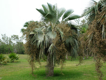 Load image into Gallery viewer, Copernicia hospita Palm Tree
