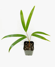 Cargar imagen en el visor de la galería, Chrysalidocarpus / Dypsis pembana Agrupación Palmera