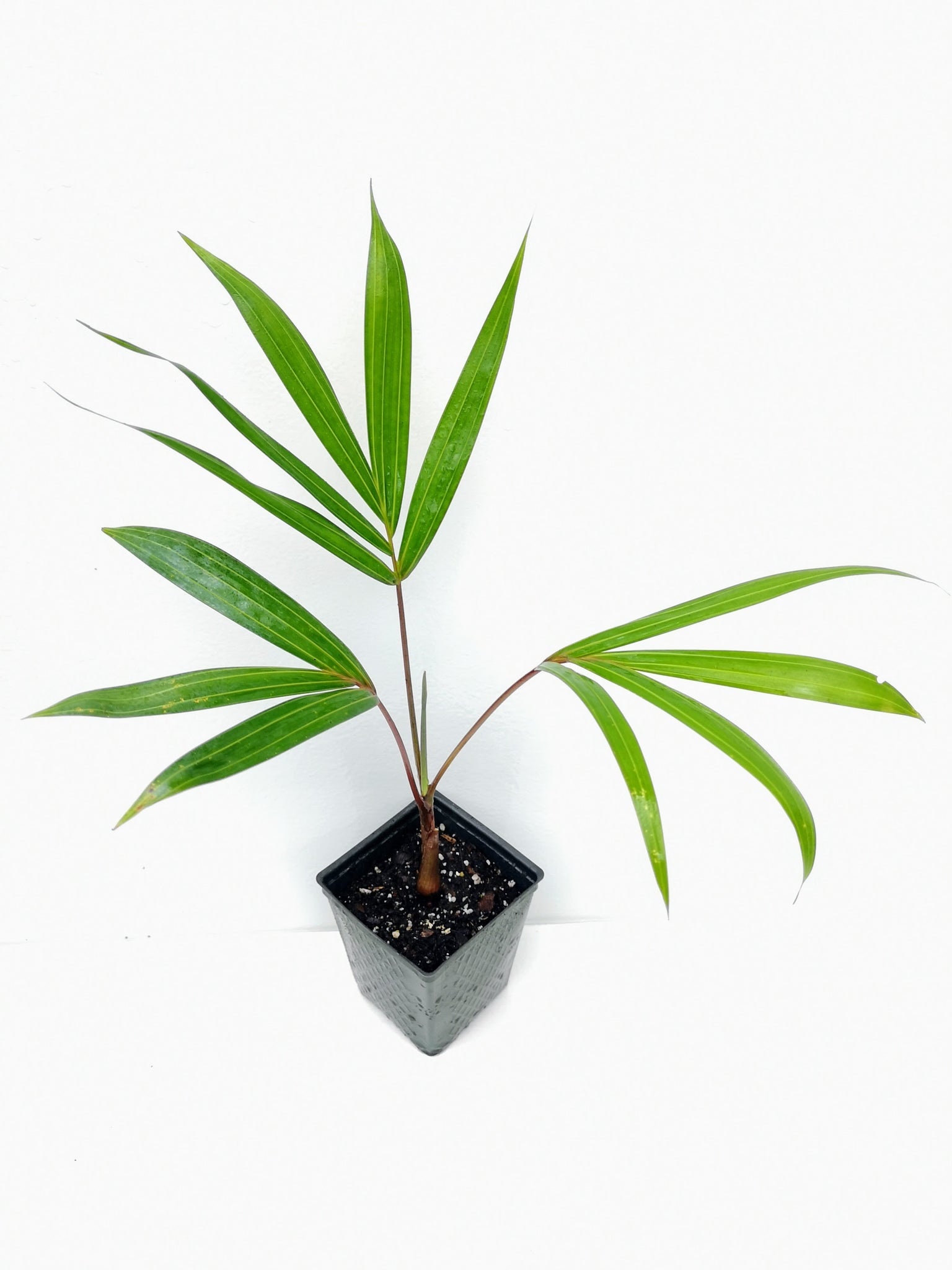 little palm tree looking plant Chrysalidocarpus / Dypsis pembana Clustering Palm Tree 5 Seedlings