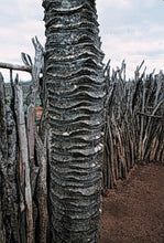 Charger l'image dans la galerie, 1 Palm ( 10 / 3 ) Copier 1er {{ DUPLICATE 1ST THEN USE !!!! }} 