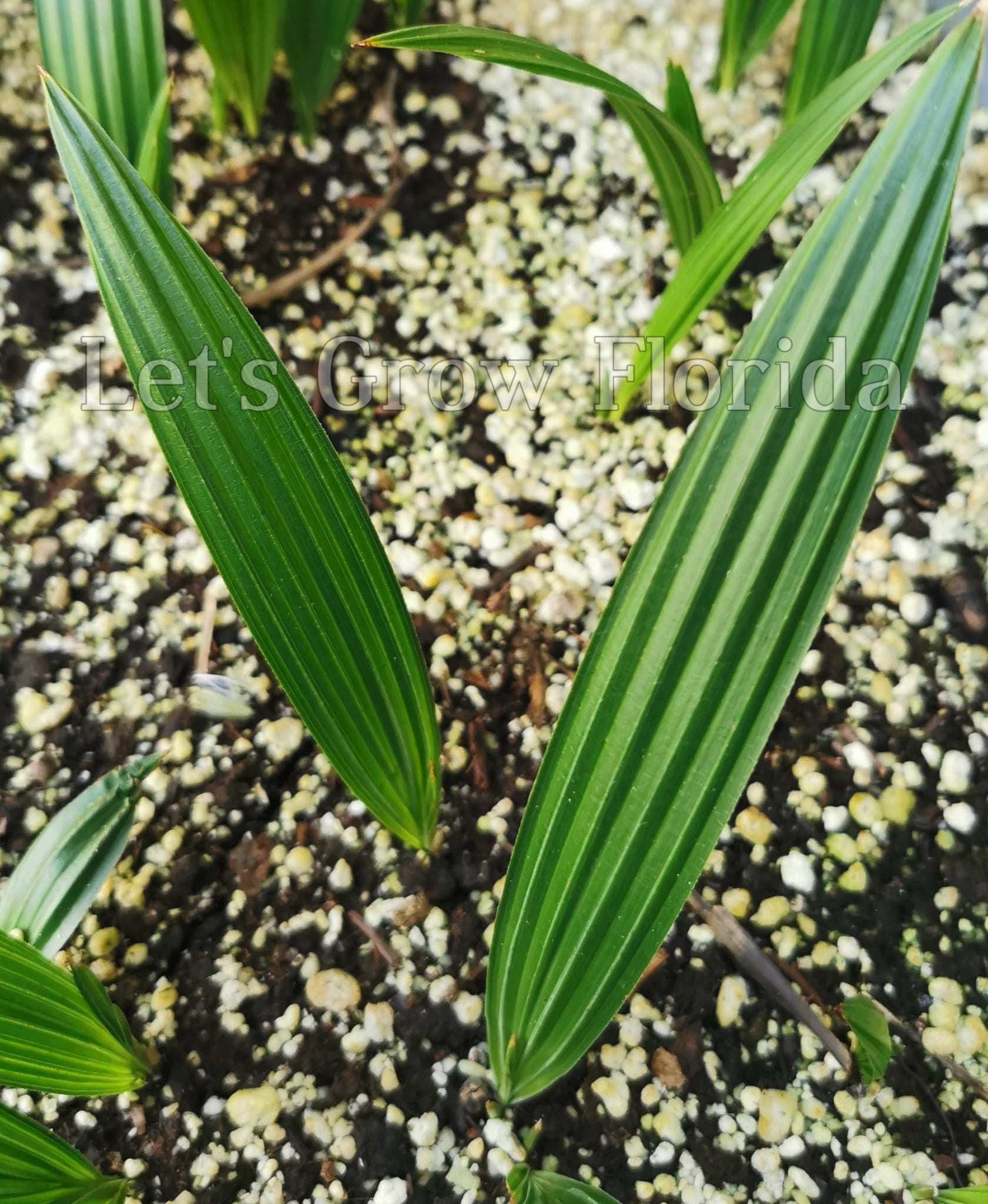 palm leaf looking plant Corypha utan Palm Tree 3 Seedlings / 1 Order / No