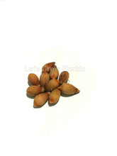 Cargar imagen en el visor de la galería, Álbum de Dictyosperma var. Palmera Furfuraceum