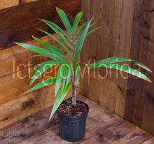 Cargar imagen en el visor de la galería, Álbum de Dictyosperma var. Palmera Furfuraceum