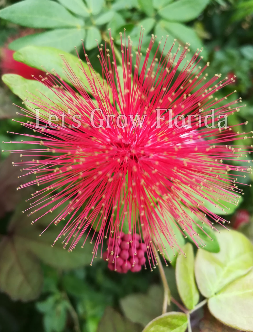Powder Puff, Dwarf Red, Calliandra haematocephala x surinamensis, Nana Tropical Flowering Tree Plant