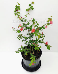 Powder Puff, Dwarf Red, Calliandra haematocephala x surinamensis, Nana Tropical Flowering Tree Plant