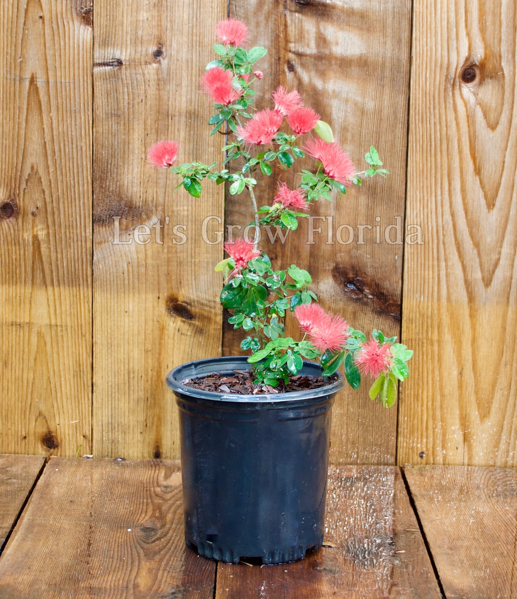 Powder Puff, Dwarf Red, Calliandra haematocephala x surinamensis, Nana ...