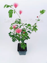 Cargar imagen en el visor de la galería, Planta de árbol de hojaldre de polvo enano Calliandra haematocephala x surinamensis, Nana Tropical