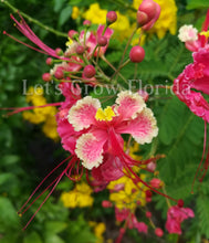 Load image into Gallery viewer, Dwarf Poinciana, Pink, Peacock Flower Tree, Seedlings &amp; Seed Caesalpinia pulcherrima Tropical Plant