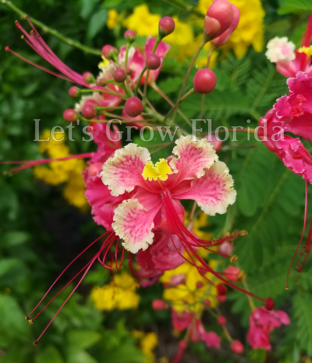 pink flowering tropical house plants Dwarf Poinciana, Pink, Peacock Flower Tree, Seedlings & Seed Caesal