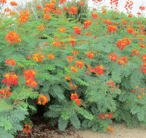 Poinciana nain, rouge et orange, arbre à fleurs de paon, semis et graines Caesalpinia pulcherrima plante tropicale