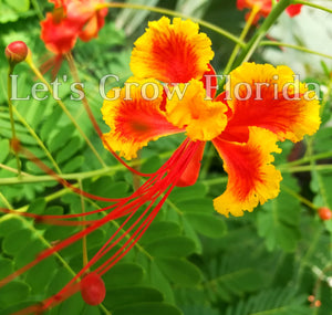 Poinciana enana, roja y naranja, árbol de flores de pavo real, plántulas y semillas Caesalpinia pulcherrima Planta tropical